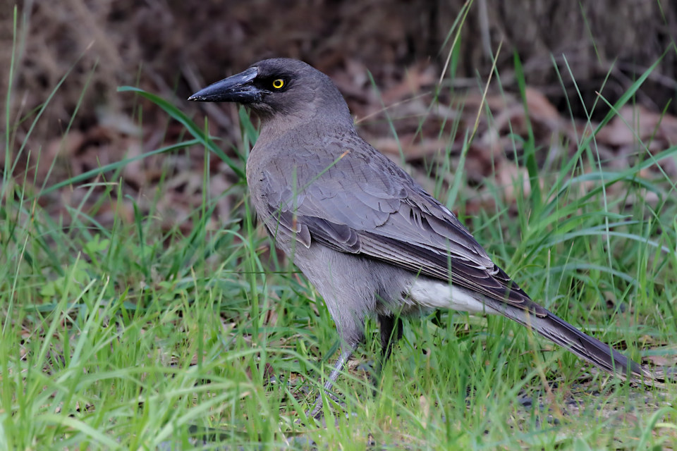 Grey Currawong (Strepera versicolor)